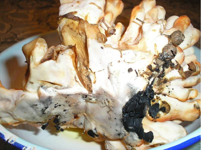 dalle mie parti lo chiamano NASCA (Laetiporus sulphureus)